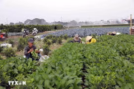 Vùng sản xuất rau theo tiêu chuẩn VietGap (xã Văn Đức, huyện Gia lâm) có diện tích khoảng hơn 70ha, mỗi ngày cung cấp cho thị trường khoảng 30 tấn sản phẩm. (Ảnh: Vũ Sinh/TTXVN)
