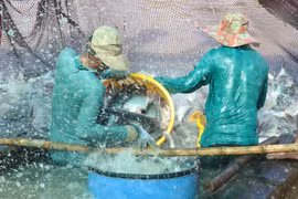 Thu hoạch cá tra tại vùng nuôi ở huyện Tam Nông (Đồng Tháp). (Ảnh: Nguyễn Văn Trí/TTXVN)