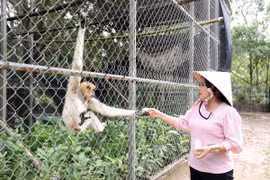 Vượn được nuôi dưỡng tại Trung tâm cứu hộ động vật hoang dã Vườn Quốc gia U Minh Thượng, tỉnh Kiên Giang. (Ảnh: Lê Sen/TTXVN)