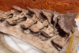 Hóa thạch xương khủng long niên đại 90 triệu năm trước được phát hiện tại Trung Quốc. (Nguồn: Xinhua)