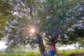 Rặng duối nghìn năm tuổi hiếm hoi còn sót lại ở Đường Lâm. (Ảnh: Mai Mai/Vietnam+)