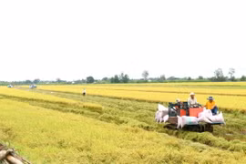 Máy gặt đập liên hợp thu hoạch lúa vụ Hè Thu đầu tiên tham gia canh tác lúa chất lượng cao, phát thải thấp tại Cần Thơ. (Ảnh: Thu Hiền/TTXVN)