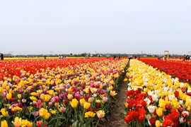 Mê mẩn với những cánh đồng hoa Tulip rực rỡ sắc màu ở Hà Lan
