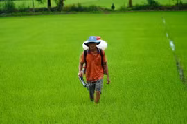 Nông dân xã Vĩnh Hòa Hưng Bắc (Gò Quao, Kiên Giang) bón phân cho lúa Thu Đông. (Ảnh: Văn Sĩ/TTXVN)