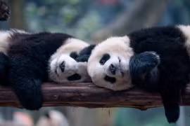 Hai chú gấu trúc đang chơi đùa trong chuồng tại một vườn thú ở thành phố Trùng Khánh phía tây nam Trung Quốc. (Ảnh: Getty)