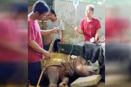 Cá thể tê giác đực cuối cùng của Malaysia đã bị chết. (Nguồn: News Straits Times)