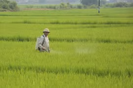 Phun thuốc phòng chống sâu bệnh cho lúa. Ảnh minh họa. (Ảnh: Văn Dũng/TTXVN)