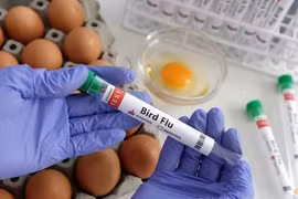 Những cảnh báo ban đầu về khả năng lây lan virus H5N1 ở người