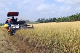 Thị trường nông sản tuần qua: Giá lúa vẫn duy trì ở mức cao