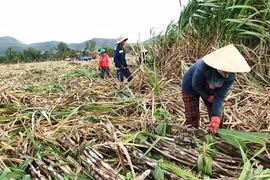 Khánh Hòa được mùa mía, nhưng chi phí sản xuất cũng tăng cao