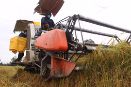 Giá lúa ở khu vực Đồng bằng sông Cửu Long biến động trái chiều