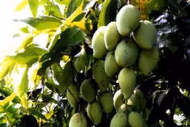 Vườn xoài cát Hòa Lộc ở xã Tân Thanh, huyện Cái Bè, Tiền Giang. (Ảnh: Đình Huệ/TTXVN)