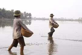 Gieo sạ cho lúa. (Ảnh: Huy Hoàng/TTXVN)