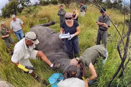 Các thành viên của tổ chức Save the Rhino dùng phương pháp bắn thuốc gây mê khiến tê giác tạm thời bất tỉnh để tiêm một hỗn hợp thuốc độc và dung dịch nhuộm màu trực tiếp vào sừng. (Ảnh: Phi Hùng/TTXVN)