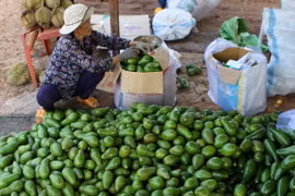 Nông dân xã Ea Hleo, thành phố Buôn Ma Thuột, phân loại và đóng gói quả bơ trước khi bán ra thị trường. (Ảnh: Dương Giang/TTXVN)