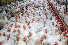 Ảnh minh họa. (Nguồn: globalmeatnews)
