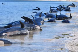 Cá voi hoa tiêu bị mắc cạn tại Farewell Spit của New Zealand. (Ảnh: AFP/TTXVN)