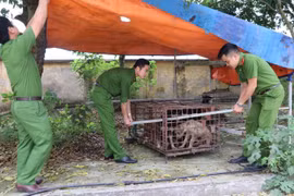 Đàn chó được chuyển tới Công an huyện Kim Động. (Ảnh: Đinh Tuấn/TTXVN)