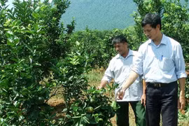Đến nay, Thượng Bằng La có nhiều hộ có thu nhập cam mỗi năm từ 500 triệu đồng đến một tỷ đồng. (Nguồn: baoyenbai)
