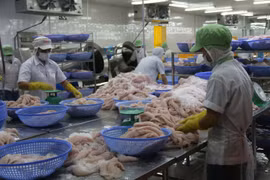 Đầu tư nâng cao chất lượng cá tra để tăng sức cạnh tranh