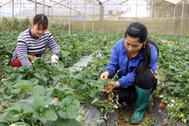 Nông dân xã Tả Chải (Bắc Hà, Lào Cai) chăm sóc vườn dâu tây Hàn Quốc trong nhà kính. (Ảnh: Quốc Khánh/TTXVN)
