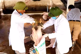 Các lực lượng chức năng tổ chức tiêu hủy lợn bị nhiễm bệnh. (Ảnh: Vũ Sinh/TTXVN)