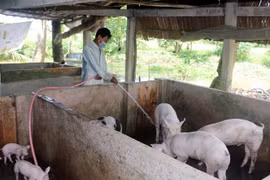 Nông dân huyện Hòa Bình, tỉnh Bạc Liêu chăm sóc đàn lợn. (Ảnh: Thanh Liêm/TTXVN)