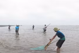 Hoạt động khai thác ngao, vạng của ngư dân huyện Tiền Hải trên vùng bãi triều thuộc xã Nam Phú, Tiền Hải, Thái Bình. (Ảnh: Xuân Tiến/TTXVN)