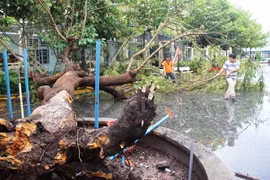 Một cây phượng bị đỗ ngã trong sân trường do ảnh hưởng của bão số 9. (Ảnh: Thanh Tân/TTXVN) 