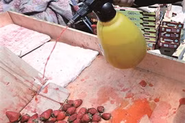 Sốc với công nghệ "hô biến" dâu tây hỏng trở nên tươi ngon