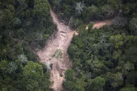 Khoảng rừng Amazon bị chặt phá tại Para, Brazil, ngày 14/10/2014. (Nguồn: AFP/TTXVN) 