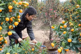 Nỗi lo mất mùa của người trồng đào quất Hà Nội