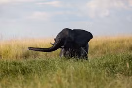 Voi con chơi đùa tại khu vực sông Chobe, Công viên quốc gia Chobe, Botswana. (Nguồn: AFP/TTXVN)