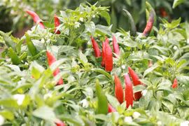 Ớt được thu mua tại ruộng với giá dao động từ 25.000-30.000 đồng/kg, thậm chí có thời điểm lên đến 45.000 đồng/kg. (Ảnh: Nguyễn Thành/TTXVN) 