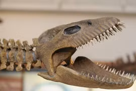 (Nguồn: phys.org) 