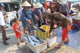 Mẻ cá thu Trồi của anh Sinh đã được nhiều tiểu thương đến mua. (Ảnh: Phan Quân/TTXVN)