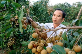 (Ảnh minh họa: Đình Huệ/TTXVN)