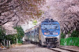 Hàn Quốc mùa hoa anh đào. (Nguồn ảnh: Tổng cục Du lịch Hàn Quốc)