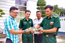Anh Lê Hồng Phúc bàn giao cá thể Đồi mồi quý hiếm cho Trạm Biên phòng Cửa khẩu cảng Vũng Tàu. (Nguồn: TTXVN phát)