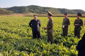 Nhà lãnh đạo Triều Tiên Kim Jong-un trong một chuyến thăm cơ sở sản xuất nông nghiệp. (Nguồn: Reuters)