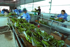 Sơ chế, đóng gói sản phẩm chuối xanh xuất khẩu. (Ảnh: Vũ Sinh/TTXVN)