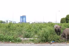 (Ảnh: Trần Xuân Tình/TTXVN)