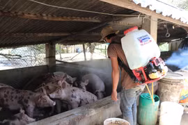 Một hộ chăn nuôi ở huyện Thuận Bắc phun thuốc tiêu độc, khử trùng để phòng, chống bệnh dịch tả lợn châu Phi. (Ảnh: Công Thử/TTXVN)