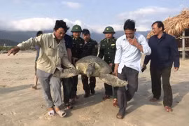 Thả cá thể vích nặng gần 100kg về biển. (Nguồn: Biên phòng Thừa Thiên-Huế)