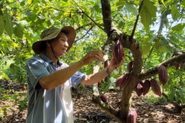 Cây ca cao mang lại nguồn thu nhập ổn định cho gia đình ông Trần Như Phong, ấp Tân Thành, xã Quảng Thành, huyện Châu Đức. (Ảnh: Hoàng Nhị/TTXVN)
