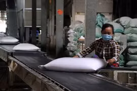 Thị trường xuất khẩu gạo của Việt Nam chủ yếu là châu Á (chiếm hơn 50%), tiếp theo là châu Phi và châu Mỹ. (Ảnh: Thu Hiền/TTXVN)
