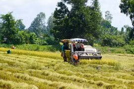 Nông dân thu hoạch lúa Hè Thu. (Ảnh: Văn Sĩ/TTXVN)