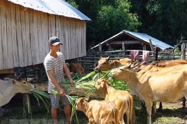 Gia đình anh HVing H Điếp tại buôn Học, xã Krông Pa (Sơn Hòa, Phú Yên) thoát nghèo nhờ chăn nuôi bò sinh sản. (Ảnh: Xuân Triệu/TTXVN)