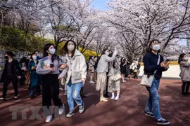 Ngắm hoa anh đào nở rộ tại Seoul, Hàn Quốc. (Ảnh: AFP/TTXVN)