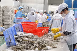 Công nhân thực hiện phân loại kích cỡ tôm trong các nhà máy chế biến thủy sản. (Ảnh: Tuấn Kiệt/TTXVN)